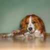 Nederlandse Kooikerhondje Foto: Mein Hund Whisky (ID 19339) Nederlandse Kooikerhondje Hund