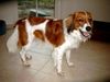 Nederlandse Kooikerhondje Foto: Birdy - 1 Jahr (ID 18093) Nederlandse Kooikerhondje Hund
