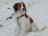 Nederlandse Kooikerhondje Foto: Diva Renskje van Eenthuis (ID 18224) Nederlandse Kooikerhondje Hund