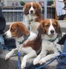 Nederlandse Kooikerhondje Foto: Kooikerhondje's van Eenthuis (ID 18223) Nederlandse Kooikerhondje Hund