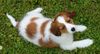 Nederlandse Kooikerhondje Foto: Leyla v.d. Ukkesteyn (ID 12299) Nederlandse Kooikerhondje Hund