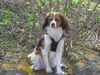 Nederlandse Kooikerhondje Foto (ID 37768) Nederlandse Kooikerhondje Hund