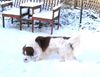 Nederlandse Kooikerhondje Foto: Rakker v d Kooikerexpress (ID 8680) Nederlandse Kooikerhondje Hund