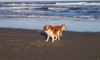 Nederlandse Kooikerhondje Foto: Nonjah op vakantie op Texel (ID 8492) Nederlandse Kooikerhondje Hund