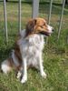 Nederlandse Kooikerhondje Foto: Nonjah op vakantie op Texel (ID 8491) Nederlandse Kooikerhondje Hund