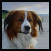 Nederlandse Kooikerhondje Foto: Whisky 2 Jahre (ID 28598) Nederlandse Kooikerhondje Hund