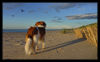 Nederlandse Kooikerhondje Foto: whisky in ostsee (ID 27479) Nederlandse Kooikerhondje Hund