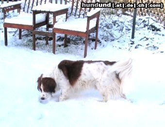 Nederlandse Kooikerhondje Rakker v d Kooikerexpress