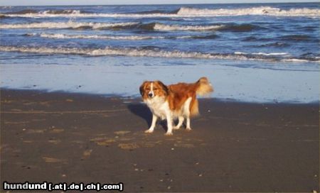 Nederlandse Kooikerhondje Nonjah op vakantie op Texel