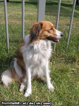 Nederlandse Kooikerhondje Hunde Foto 8491 Nederlandse Kooikerhondje Nonjah op vakantie op Texel