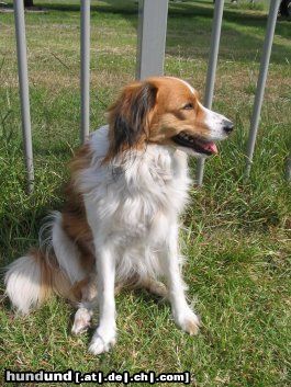 Nederlandse Kooikerhondje Nonjah op vakantie op Texel