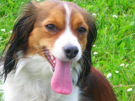 Nederlandse Kooikerhondje Lilly v.d Ukkesteyn