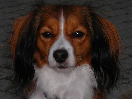 Nederlandse Kooikerhondje Lilly v.d Ukkesteyn