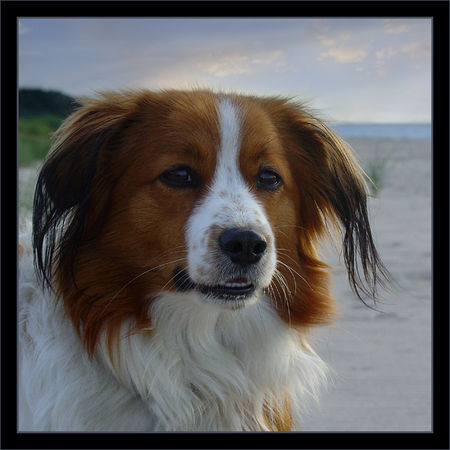 Nederlandse Kooikerhondje Whisky 2 Jahre