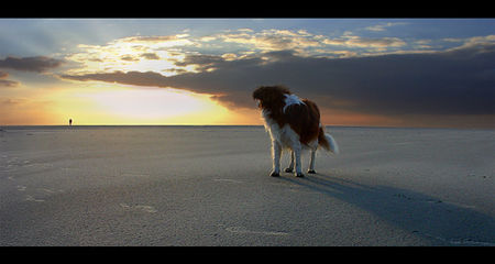 Nederlandse Kooikerhondje whisky auf fanö