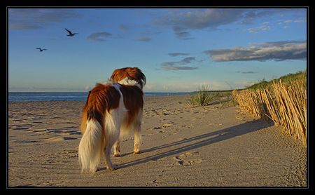 Nederlandse Kooikerhondje whisky in ostsee