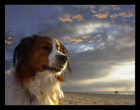 Nederlandse Kooikerhondje portret whisky