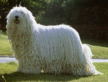 Komondor Hunde Foto 303 Komondor