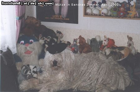 Komondor Hunde Foto 12359 Komondor Wer ist echt?