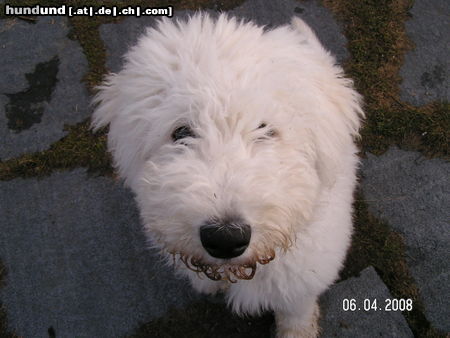 Komondor Hunde Foto 45774 Komondor Heute habe ich Geburtstag: 16 Wochen!