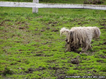 Komondor in ungarn