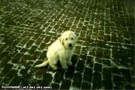 Komondor Argentina- Teri Zsoka 