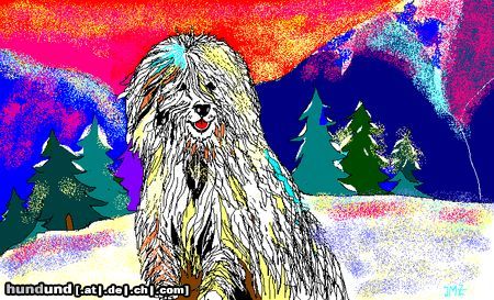 Komondor Hunde Foto 7160 Komondor