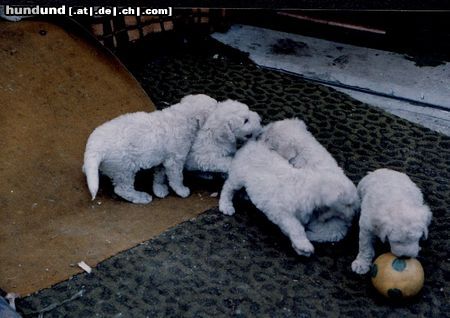 Komondor Meine Fußballmanschaft - oder Beißball?