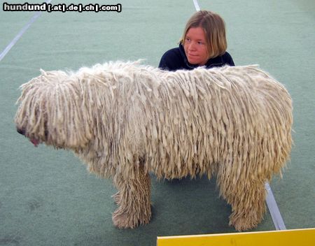 Komondor Hunde Foto 9689 Komondor Komondor bei der IHA Graz 2004