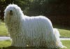 Komondor Hund