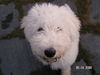 Komondor Hund