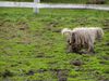 Komondor Hund