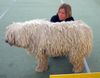 Komondor Hund