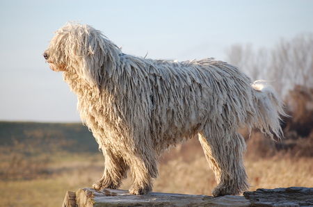Komondor Hunde Foto 41734 in höherer Auflösung ansehen Komondor Komondor Sina