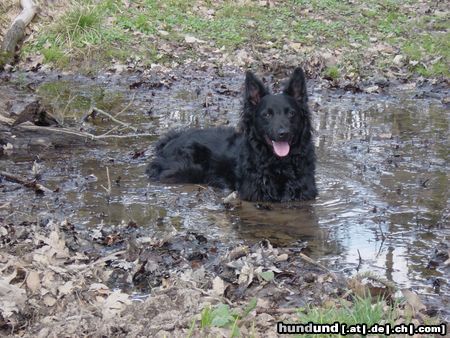 Kroatischer Schäferhund