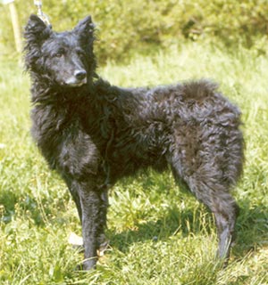 Kroatischer Schäferhund