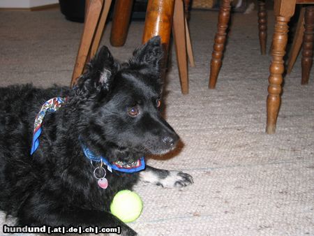 Kroatischer Schäferhund Benni