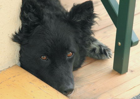 Kroatischer Schäferhund welch ein Blick ...