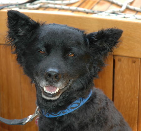 Kroatischer Schäferhund Benni am Schiff