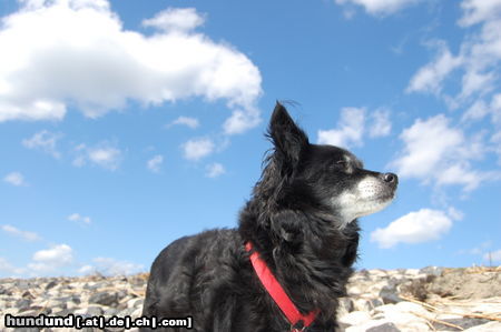 Kroatischer Schäferhund Hrvatski Ovcar Kessi am Strand