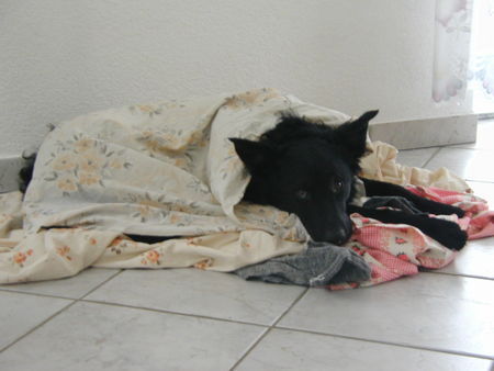 Kroatischer Schäferhund Hunde Foto 33284 Kroatischer Schäferhund bettelnder hund