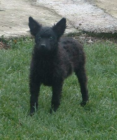 Kroatischer Schäferhund Jopica Slavonski Brod - female