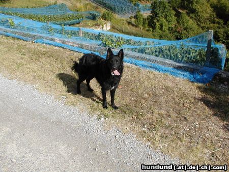Kroatischer Schäferhund Mona im Weinberg