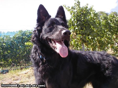 Kroatischer Schäferhund Mona, 1 Jahr alt, freut sich auf Hundebekanntschaften