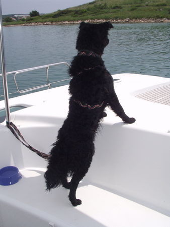 Kroatischer Schäferhund Blacky endlich aus seinem Schiff!