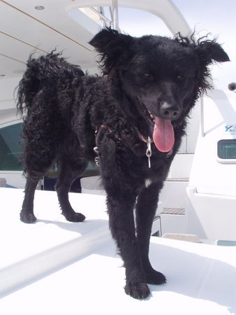 Kroatischer Schäferhund Blacky als Yachtwachhund (mit Auszeichnung)