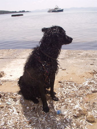 Kroatischer Schäferhund Blacky bewacht sein Schiff!