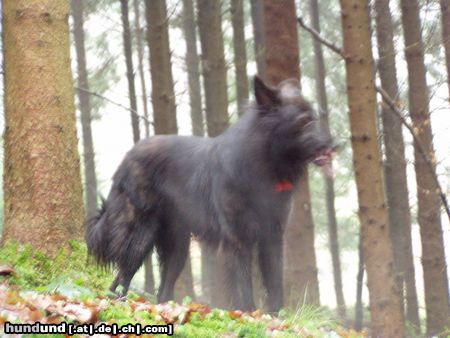 Kroatischer Schäferhund schöne 6 jährige Kwerin