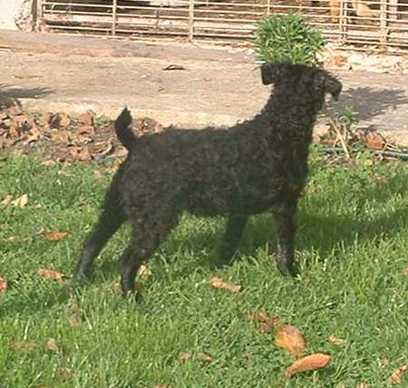 Kroatischer Schäferhund Pegula Slavonski Brod - male