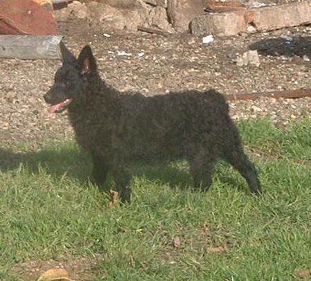Kroatischer Schäferhund Pia Slavonski Brod - female